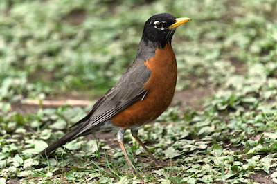 May 1 Robin